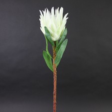 30"OPEN KING PROTEA IVORY