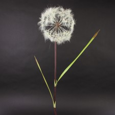 43"RND DANDELION SPRAY CREAM