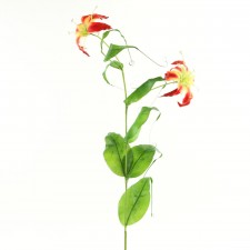 34"GLORIOSA LILY RED B14