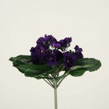 VIOLET BUSH PURPLE
