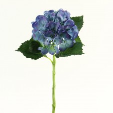 HYDRANGEA NAT.BLUE