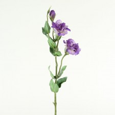 25" LISIANTHUS PURPLE
