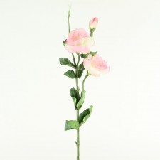 25" LISIANTHUS PINK