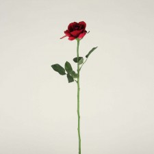 QUEEN ANNE ROSE BUD RED
