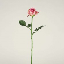 QUEEN ANNE ROSE BUD PINK