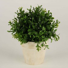 8"BOXWOOD BAL W/POT NAT.GRN