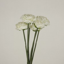 RANUNCULUS PICK X6 WHITE