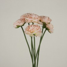 RANUNCULUS PICK X6 PINK