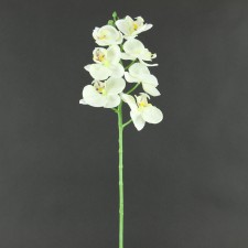 21"SM PHAL.ORCHID WHITE
