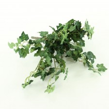 15.5"MINI GERMAN IVY BUSH N.GR
