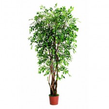 6' MINI FICUS TREE