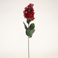 32" PEEGEE HYDRANGEA