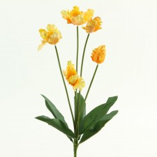 17" RUFFLE TULIP PLANT X5 A25