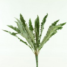 25.5"MARGINATUM FERN X18