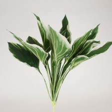 25: HOSTA PLANT W/16L