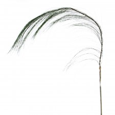 70"LONG NEEDLE PINE SPRAY A5