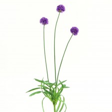 19" SOCIETY GARLIC X3 PURPLE