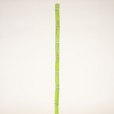 36"X1.25" SUGAR CANE STEM