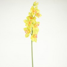 37" CYMBIDIUM STEM GREEN