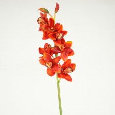 37" CYMBIDIUM STEM RED