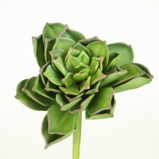 8.5" LG ECHEVERIA