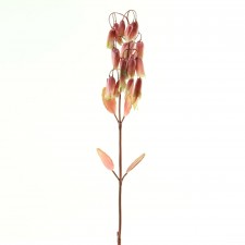 29.5" WILD FIR STEM A4 B19
