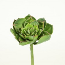 7.5" MD ECHEVERIA