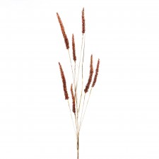 38"FOXTAIL GRASS SPRAY A5