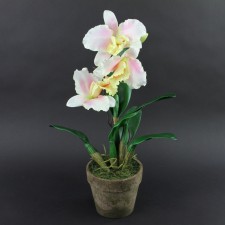 23"GIANT CATTLEYA ORCHID A6
