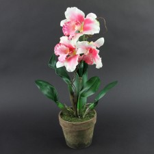 23"GIANT CATTLEYA ORCHID A6