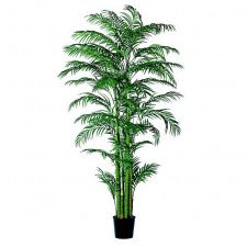 7' ARECA PALM X9