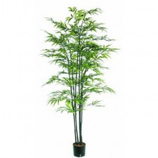 5' ARECA PALM X6
