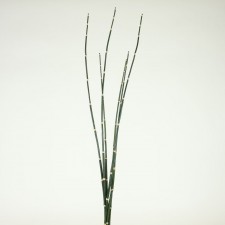 36" HORSETAIL X6 DARK GREEN