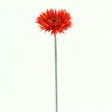 25"SPIDER GERBERA SPRAY B4