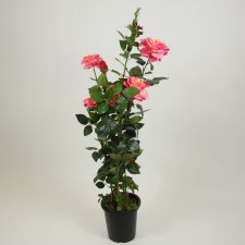 4' ROSE TREE W/5F4B 317L PINK