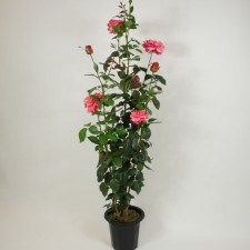 5' ROSE TREE