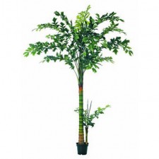 9.5' FISH TAIL PALM POTTED