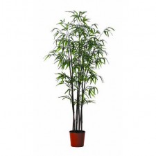 6' BAMBOO TREE X8 POTTED
