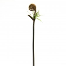 29.5"ZENNAL BRANCH A4 B4