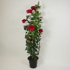 5' ROSE TREE W/5F5 517L