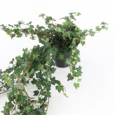 13" LACE IVY W/POT M25