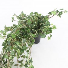 13" LACE IVY PLANT W/POT M25