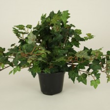 10" LACE IVY PLANT 294L POTTED