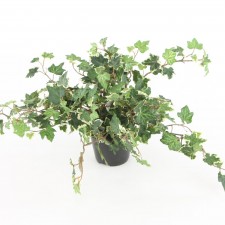 10"LACE IVY PLANT 294L POTTED