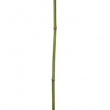 6.5' DRIED BAMBOO GREEN