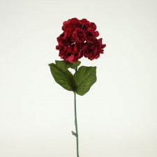 HYDRANGEA STEM