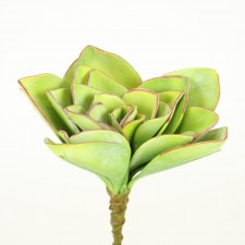 6.5" ALOE PICK