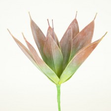 10.5" SUCCULENT PLANT X10