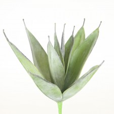 10.5" SUCCULENT PLANT X10