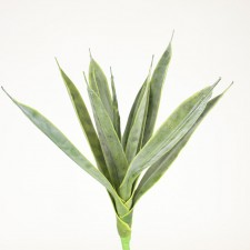 25" SUCCULENT PLANT